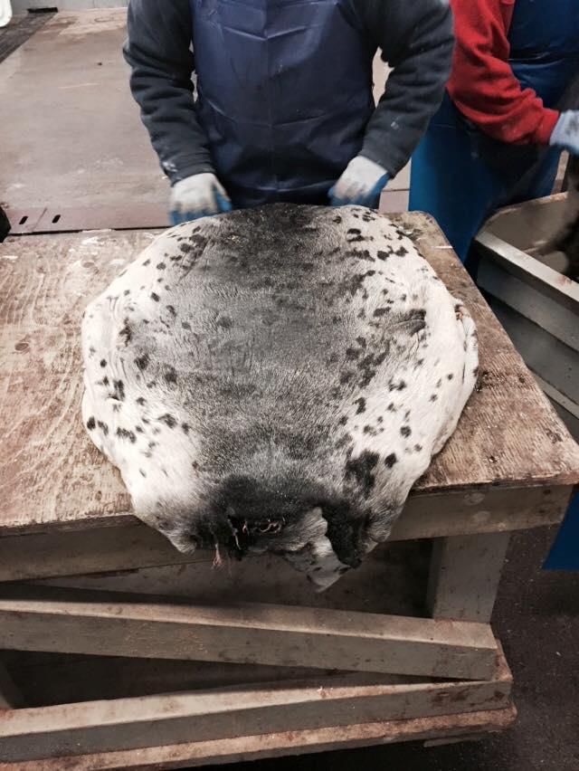 The Business of Seal Clubbing