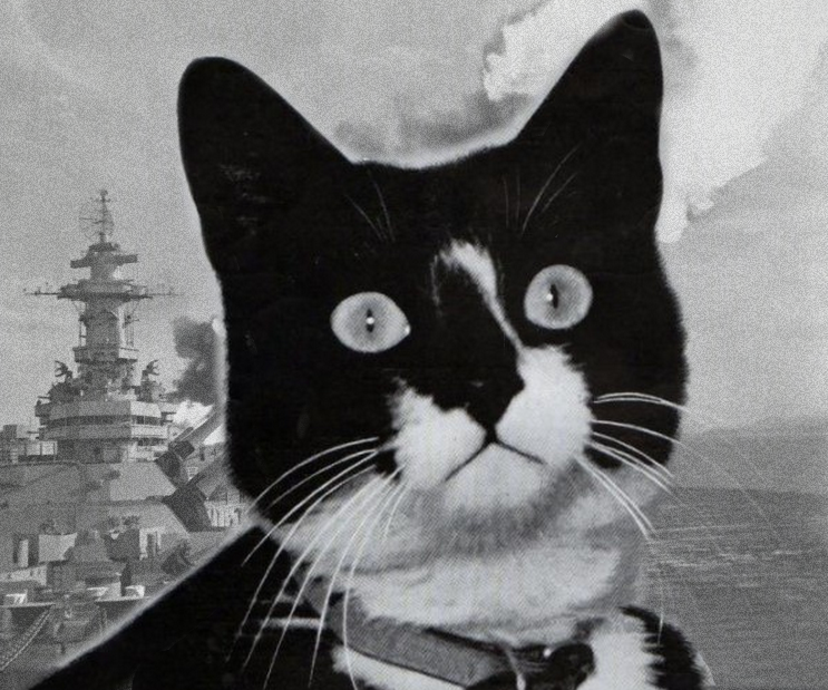 The Most Decorated Cat in Military History