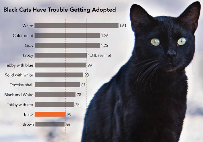 Why Don't People Adopt Black Pets?