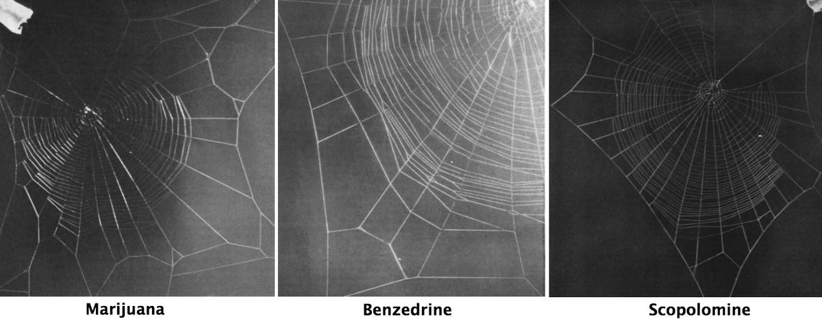 Паутина вирд. Локаторная техника паутина. Сегнетоэластик. Spider drugs. Пауки друг на друга мем